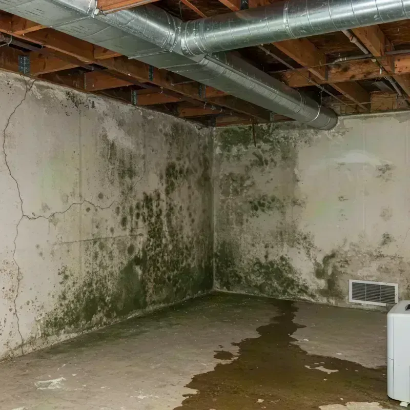 Professional Mold Removal in Oronogo, MO